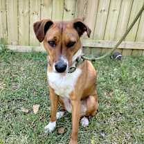 Thumbnail photo of Chip #2