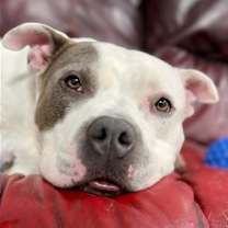 Thumbnail photo of Blu #4