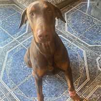 Thumbnail photo of Daffy 2.0 #1