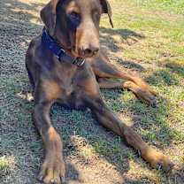 Thumbnail photo of Daffy 2.0 #2