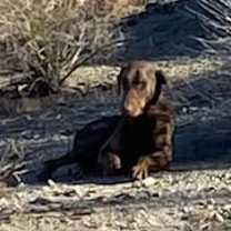 Thumbnail photo of Daffy 2.0 #3