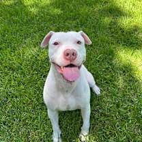 Thumbnail photo of Genghis #1