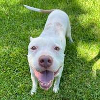 Thumbnail photo of Genghis #2