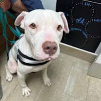 Thumbnail photo of Genghis #3