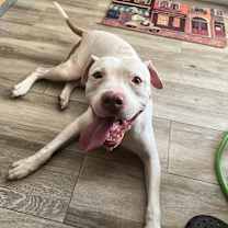 Thumbnail photo of Genghis #4