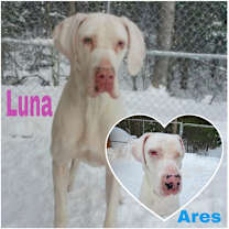 Thumbnail photo of Luna (22-107 with Ares) #1