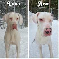 Thumbnail photo of Luna (22-107 with Ares) #2