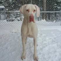 Thumbnail photo of Luna (22-107 with Ares) #4