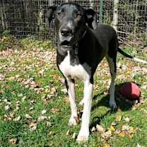 Thumbnail photo of Echo (19-099) #1