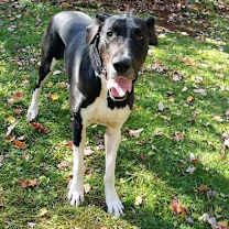 Thumbnail photo of Echo (19-099) #2