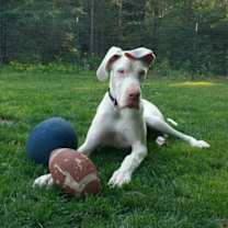 Thumbnail photo of Maxwell (21-124-02) #1