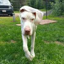 Thumbnail photo of Maxwell (21-124-02) #3