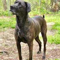 Thumbnail photo of Bryndle (21-087) #3