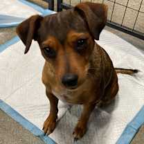 Thumbnail photo of Lucy #1