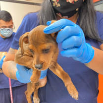 Thumbnail photo of Lucy #2