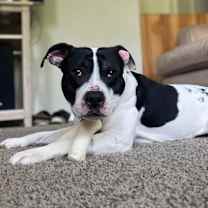 Thumbnail photo of Oreo Blizzard #4