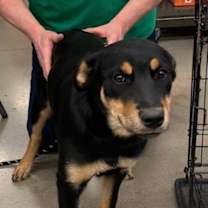 Thumbnail photo of Penny #2