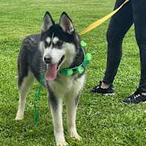 Thumbnail photo of SAMMIE #1