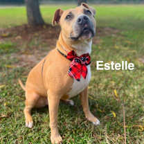 Thumbnail photo of Estelle #2
