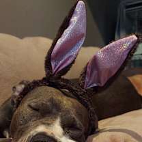 Thumbnail photo of CoCo the miracle dog #4