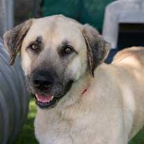 Thumbnail photo of Bato (Cocoa) #1