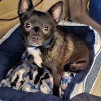 Thumbnail photo of Huxley #1