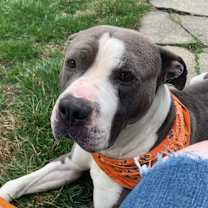 Thumbnail photo of Chico #4