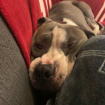 Thumbnail photo of Chico #2