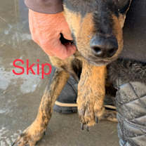 Thumbnail photo of Skip #2