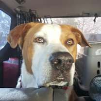 Thumbnail photo of Bailey - SENIOR! #2