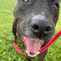 Thumbnail photo of Lita #4