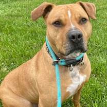 Thumbnail photo of Thor #1