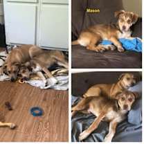 Thumbnail photo of Mason #1