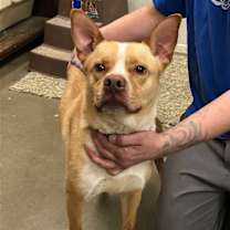 Thumbnail photo of Nala #4