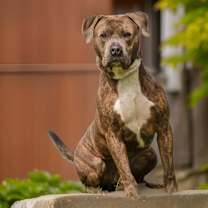 Thumbnail photo of Major #1