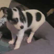 Thumbnail photo of Bobby #1