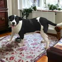 Thumbnail photo of Isabel #1