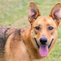 Thumbnail photo of Dusty #3