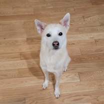 Thumbnail photo of Pipi #2