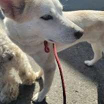 Thumbnail photo of Pipi #3