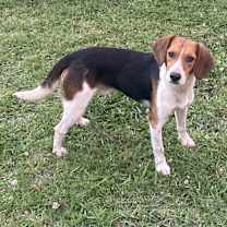 Thumbnail photo of Biscuit #1