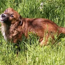 Thumbnail photo of Pare' #2