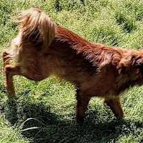 Thumbnail photo of Pare' #3