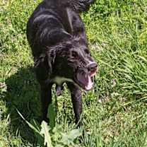 Thumbnail photo of Buddah #2