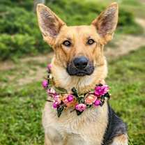 Thumbnail photo of Sadie #1