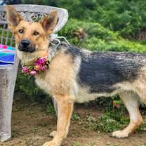 Thumbnail photo of Sadie #2