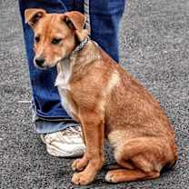 Thumbnail photo of D103 Litter Susie #4