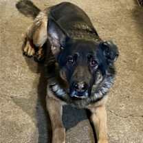 Thumbnail photo of Koda #1