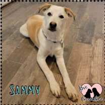 Thumbnail photo of Sammy #1