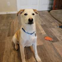 Thumbnail photo of Sammy #3